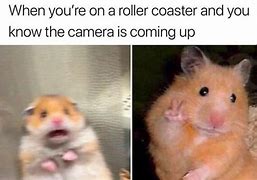Image result for Hamster Camera Meme
