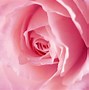 Image result for Girly Desktop Wallpaper Roses