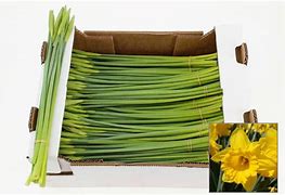 Image result for Narcis dutch master