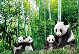 Image result for Bamboo Panda Wallpaper