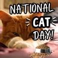 Image result for Cat Day Meme