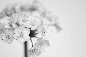 Image result for White Flower Wall Backdrop