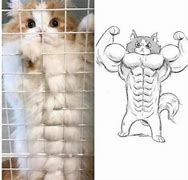 Image result for Cat Muscles Funny