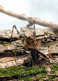 Image result for Poisonous Cricket