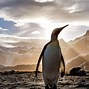 Image result for Penguin 4K Walpapers