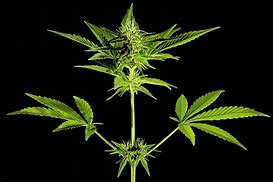 Image result for Cannabis Sativa Flower