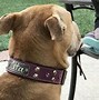 Image result for Smart Dog Collar Snap Studs
