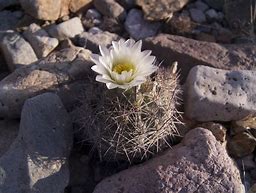Image result for Pics of Cactus Native to Texas