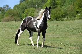 Image result for White Paint Horse