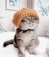 Image result for Cartoon Cat Winter Hat Cute