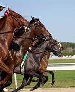 Image result for Horse Racing Anime