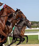 Image result for Old Horse Racing SATs