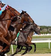 Image result for Guardian Sport Horse Racing