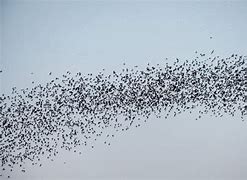 Image result for Bat Flock