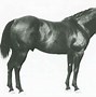 Image result for Famous Quarter Horse Stallions