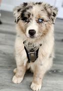 Image result for Cutest Dog in Da World