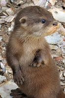 Image result for iPhone 11 Otter Case