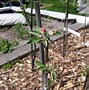 Image result for Apple Grafting Different Colors