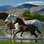 Image result for Horse Background HD