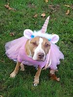 Image result for Pug in Unicorn Costume