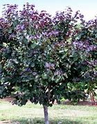 Image result for Cercis canadensis Merlot