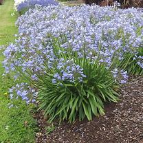 Agapanthus BLUESTORM に対する画像結果