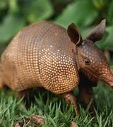 Image result for Small Armadillo