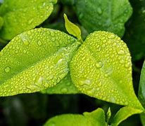 Image result for Producers Plants