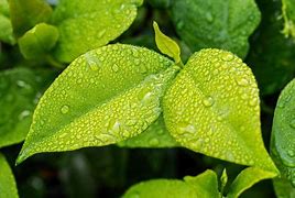 Image result for Producers Plants