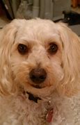 Image result for Maltipoo Face