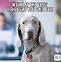 Image result for Dog Crying into Pillow Meme