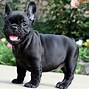 Image result for French Bulldog Puppy