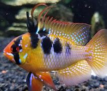 Image result for Different Types of Ram Fish