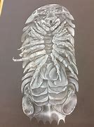 Image result for Isopod Drawing