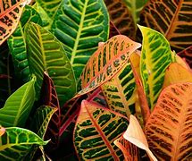 Image result for croton