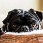 Image result for Cute Black Pug Pictures