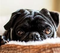 Image result for Black Pug Face