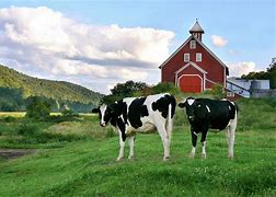 Image result for Local Produce Farms I Can Visit