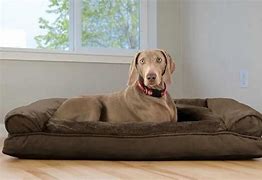 Image result for Big Dog Beds