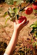 Image result for What Is an Apple Bottom