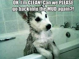 Image result for Dog Memes Funny and Clean
