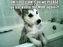 Image result for Pet Memes Clean