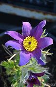 Image result for Pulsatilla vulgaris Pink Shades