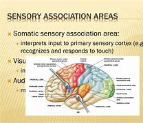 Image result for Sensory Association Area