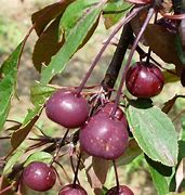 Image result for Purple Apple Tree