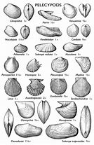 Image result for Clams in the Ocean