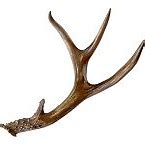 Image result for Deer Antlers