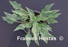 Image result for Hosta Rhythm and Blues