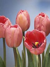 Image result for Tulipa Design Impression