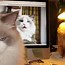 Image result for Funny Cat MEMeS